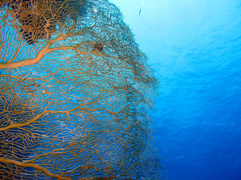 Mangroves and Coral Reefs